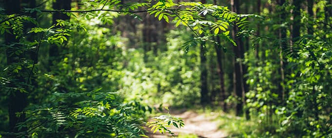 Skog 680x280.jpg