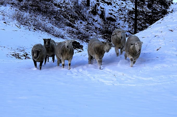 Fårbönder Norge 680x450 06.jpg