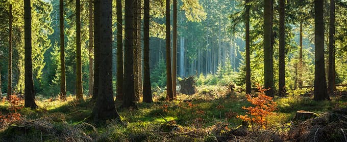 Skog 680x280 02.jpg
