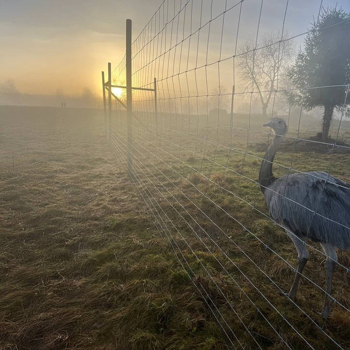 Viltstängsel 100 m x 2.0 m x 2 mm