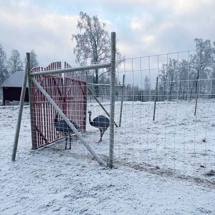 Viltstängsel 100 m x 2.0 m x 2 mm