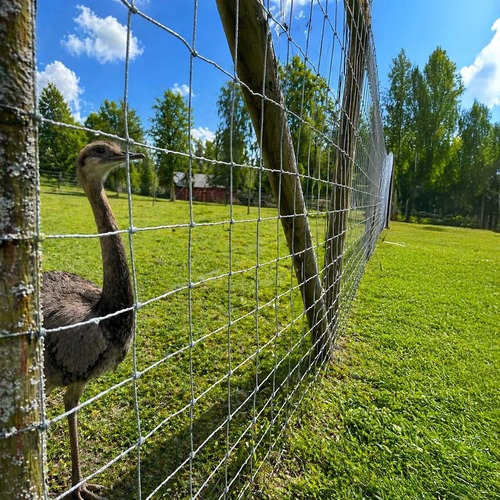 Viltstängsel 100 m x 2.0 m x 2 mm