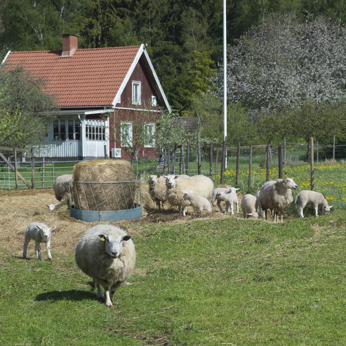 Foderhäck för får, 1,7 m ø