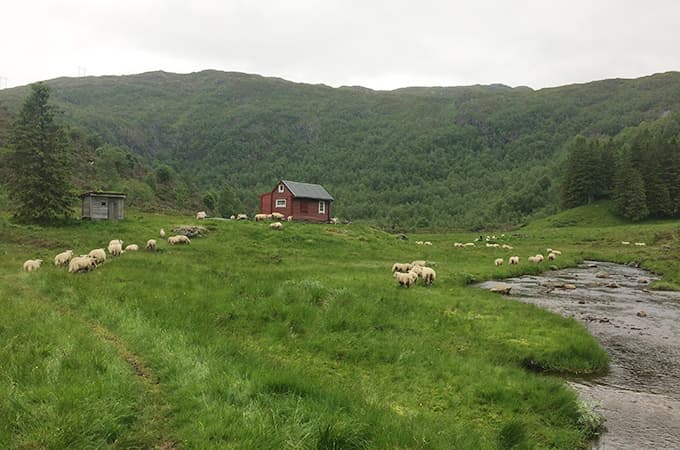 Fårbönder Norge 680x450 01.jpg