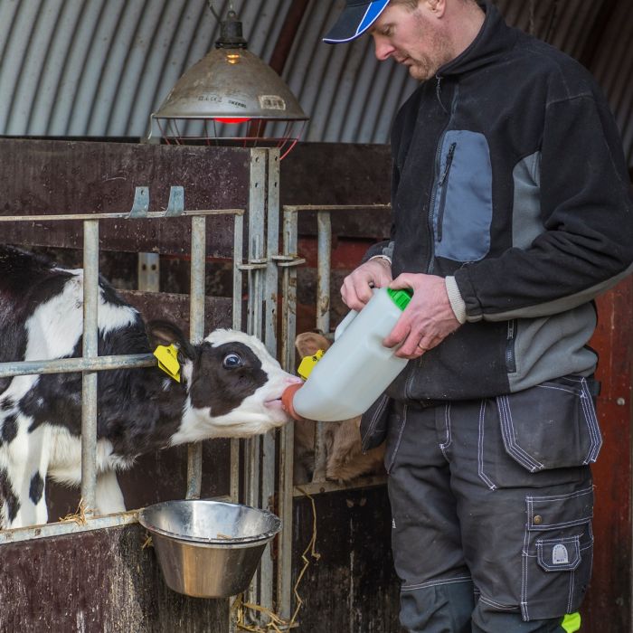 Mjölkflaska till kalv, 2,5 l med mjölknapp